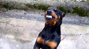 Image result for slovenský kopov