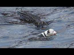 Alligator Takes Bulldog Youtube