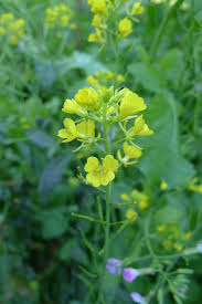 Image result for Brassica juncea