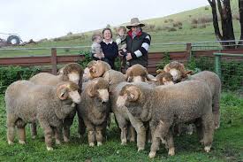 At Grassy Creek Merino Stud Fleece Weight Is One Key To Profitability Grassy Creek Merinos