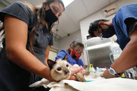 Check spelling or type a new query. Covid 19 Pet Boom Has Veterinarians Backlogged Burned Out West Hawaii Today