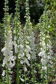 See more ideas about cottage garden, garden, plants. Garden Design Cottage Garden Plants Rhs Gardening