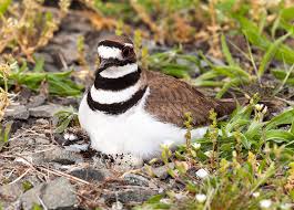 Can be seen in 59 countries. Born With Running Shoes On Intobirds