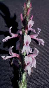 Image result for Striga linearifolia