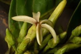 Image result for Funtumia africana