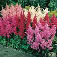Shade Loving Astilbe Mix Shade Plants Flower Landscape Shade Flowers