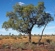 Image result for Brachycorythis kalbreyeri