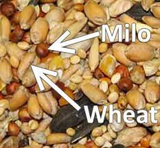 Wild Bird Seed What S Best And Will Attract The Most Birds
