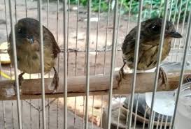 Burung tledekan jati atau burung flamboyan gacor. Suara Kicau Burung Flamboyan Wergan Jawa Masteran Saka Doci