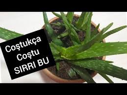 Fakat her aloe veranın bu etkileri yoktur. Aloe Vera Bol Yavru Vermesi Icin Ne Yapmali Aloe Vera Cogaltma Bakimi Koklendirme Sulama Youtube Bitki Sifali Otlar Aloe