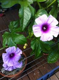 Image result for Ipomoea mauritiana