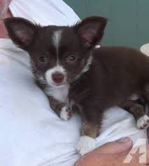 Black And White Long Haired Chihuahua Puppy Apri Reg Female Chihuahua Puppy Chocolate And White Long Haired Chihuahua Puppies Chihuahua Love Chihuahua