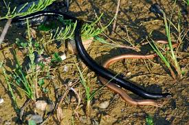 The blind in blindworm refers to the lizard's small eyes, similar to a blindsnake (although the slowworm's eyes are functional). Blindschleiche Anguis Fragilis Www Natur In Nrw De