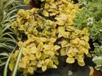 Image result for foto moud Forsterův