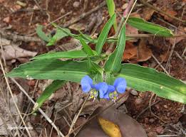 Image result for Commelina benghalensis