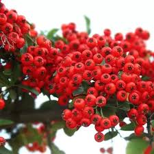 Image result for Pyracantha coccinea red column