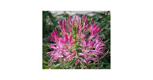 Image result for Cleome rubella