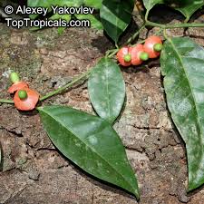 Image result for Heisteria