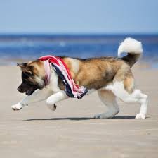 Animalssale found 22017 dogs for sale in usa, which meet your criteria. Akita Puppies For Sale Adoptapet Com