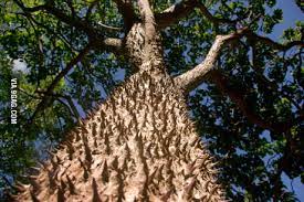 3 309 climbing monkey stock video clips in 4k and hd for creative projects. The Monkey No Climb Tree 9gag