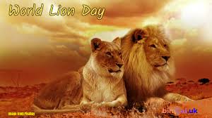 World Lion Day 2025