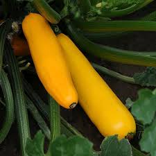 Check spelling or type a new query. Yellow Zucchini Summer Squash Easy Pick Gold Cucurbita Pepo My Garden Life