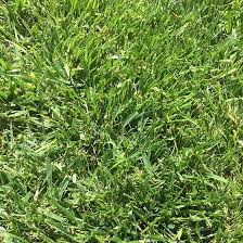 4.5 out of 5 stars. Low Work Water Dwarf Fescue Grass Seed Low Water Lawns High Country Gardens