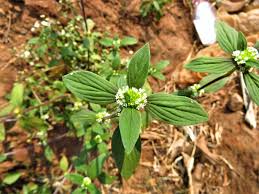 Image result for Mitracarpus