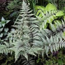 Image result for Athyrium newtonii