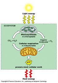 The understanding that a cell is a basic unit for life is because cellular respiration is when organisms obtain energy from food. Ess Topic 2 2 Communities And Ecosystems Amazing World Of Science With Mr Green