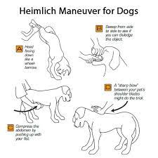 Quickly sweep his mouth with a finger. How To Perform The Dog Heimlich Maneuver Petguide
