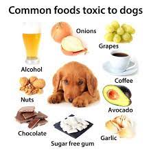 Can Dogs Eat Grapes Can Dogs Eat Toxic Foods For Dogs Labrador Food