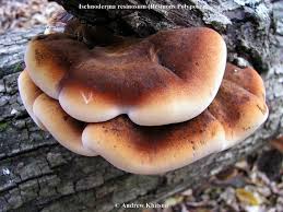 Image result for Ischnoderma resinosum