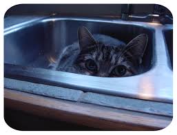 annie in the sink by archer 1 on deviantart