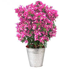 Supprimez le bois mort ou les branches mal orientées du bougainvillier en pleine terre. Ou Planter Bougainvillier