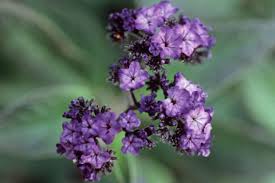Image result for Heliotropium