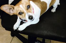 Maybe you would like to learn more about one of these? Vca Alton Road Animal Hospital 1828 Alton Rd Miami Beach Fl 33139 Yp Com