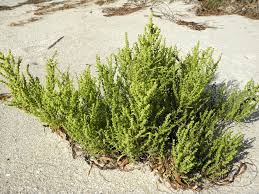 Image result for Suaeda merxmuelleri