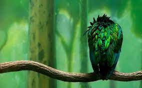 Green Bird Green Bird Bird Wallpaper Bird