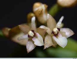 Image result for Aptosimum elongatum