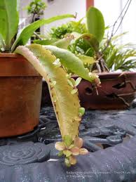 Image result for Kalanchoe gastonis-bonnieri