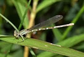 damselfly, insetto, insettoide, alato, insetto volante, insetto ...