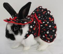 Strawberries And Cream Matching Harness Mini Dress And Hat For Your Bunny Made To Order By Turvytopsy On Etsy Pet Bunny Cute Baby Bunnies Rabbit Clothes