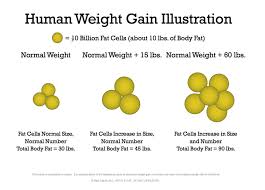 Do cells grow in size. Fat Cells Battleground For Unwanted Weight Gain Dr Tague S Center For Nutrition Preventive Medicine