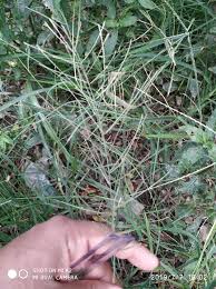 Image result for Leptochloa panicea