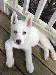 my son s white husky puppy is reminding me to clean my porch bannisters husky huskies husky puppy white husky puppy husky mix