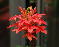 Image result for Ruspolia seticalyx