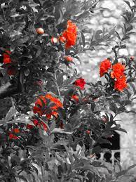 grenoble le jardin des dauphins flower redflower grenoble france beautiful flowers red flowers flowers