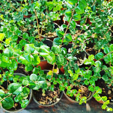 Image result for Malpighia coccigera