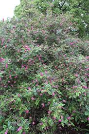 Image result for Indigofera lydenburgensis